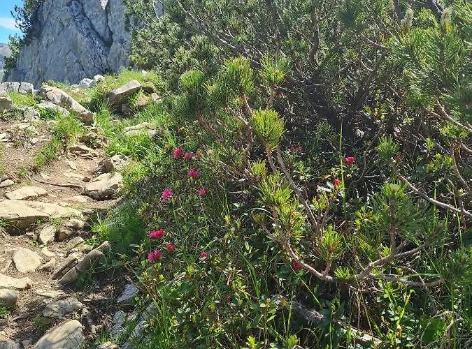 Johannas Alm * Garmisch-Partenkirchen